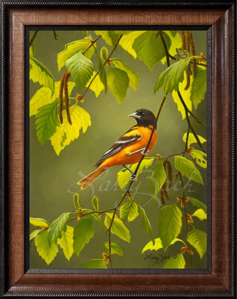 Baltimore Oriole on River Birch – Larry Zach Wildlife Art