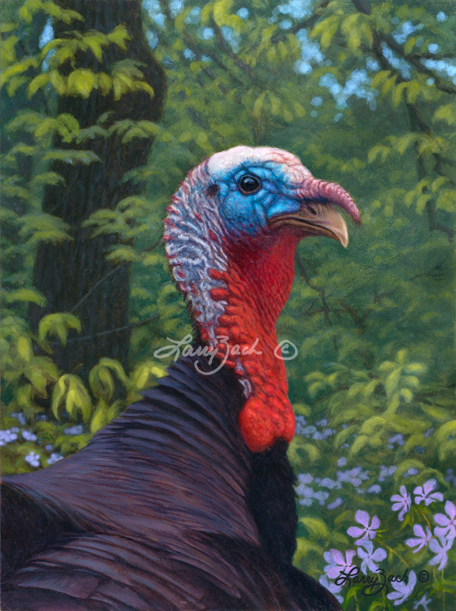 Looking for Love – Wild Turkey – Larry Zach Wildlife Art