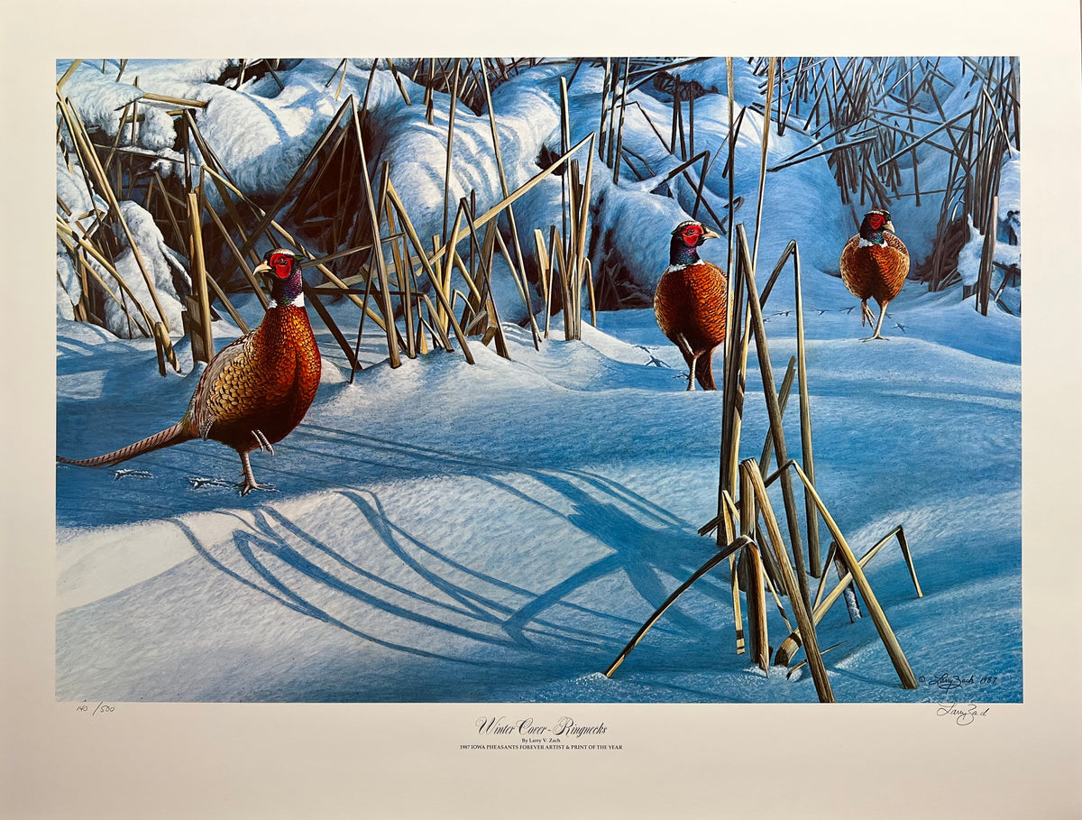Winter Cover Ringnecks – Larry Zach Wildlife Art