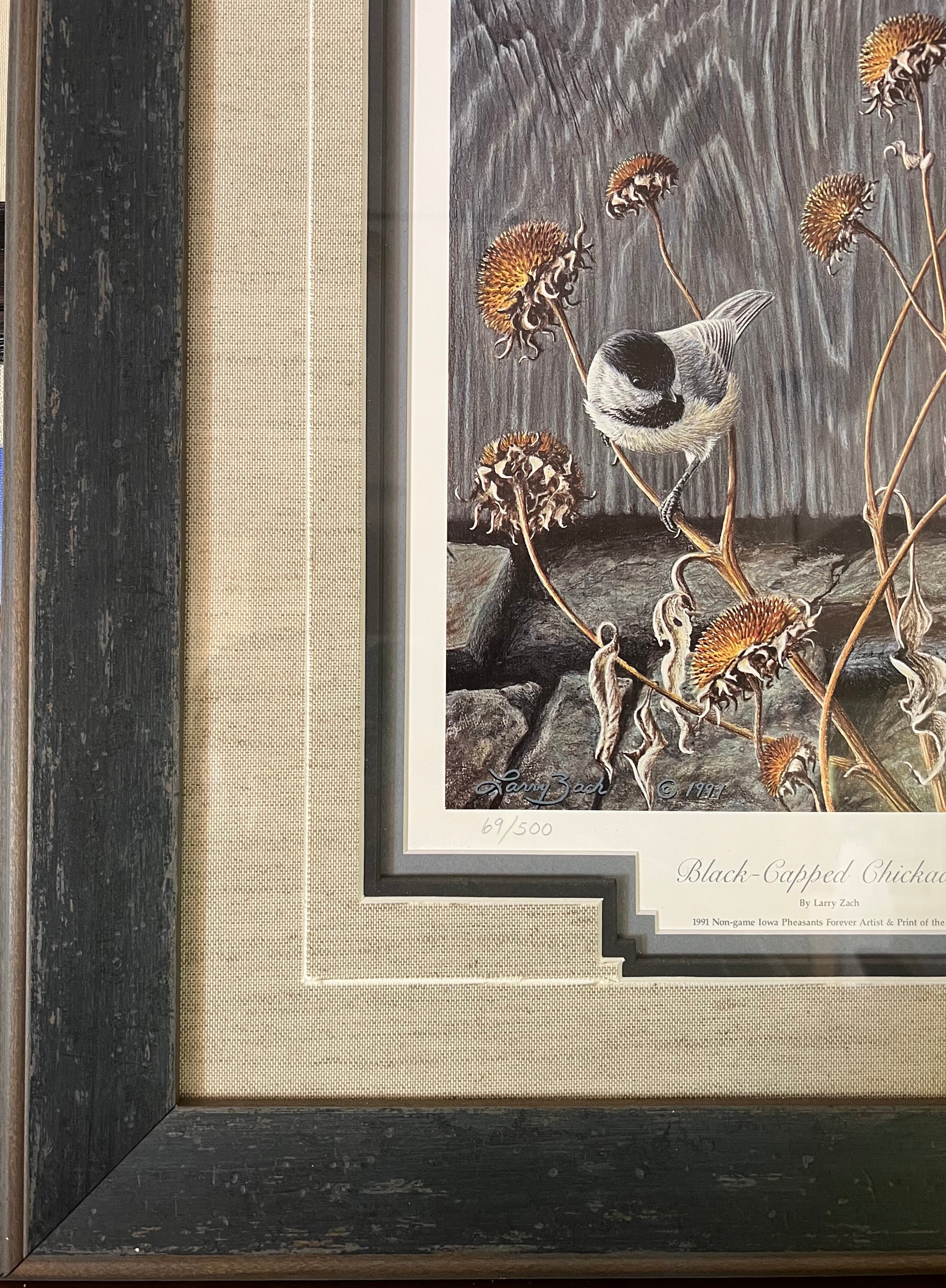 Black-Capped Chickadee