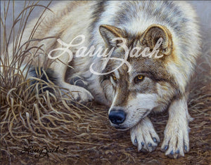 Portraits in Gray - Gray Wolf