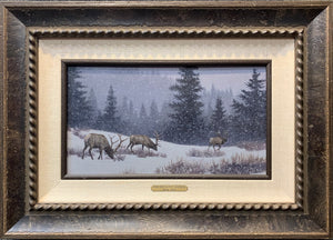 Evening Solitude - Rocky Mountain Elk (Original Study)