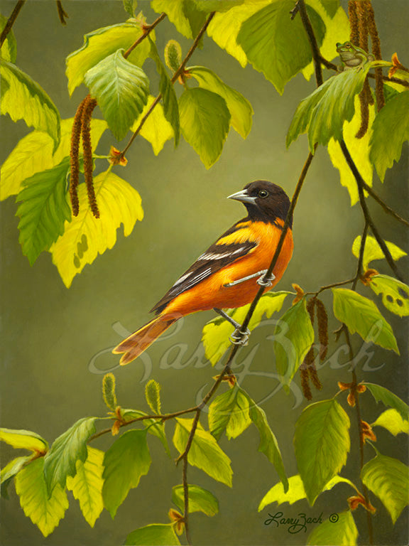Baltimore Oriole on River Birch 