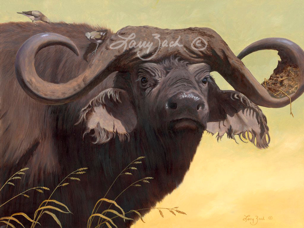 Cape Buffalo