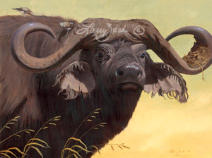 Cape Buffalo