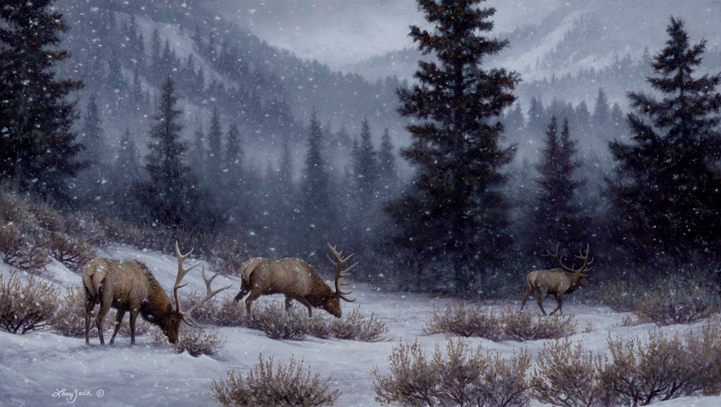 Evening Solitude – Rocky Mountain Elk