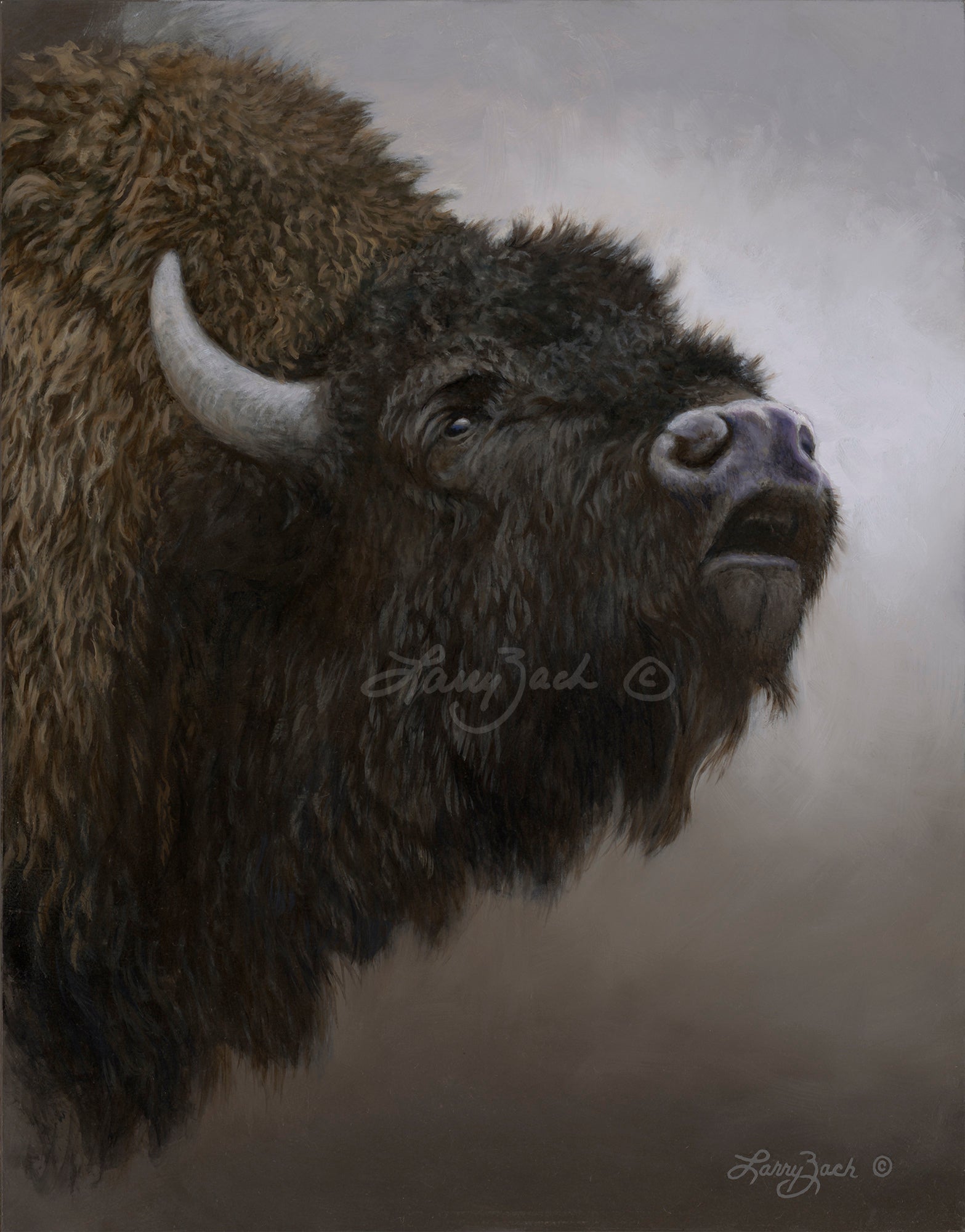 Portraits in Gray – American Bison