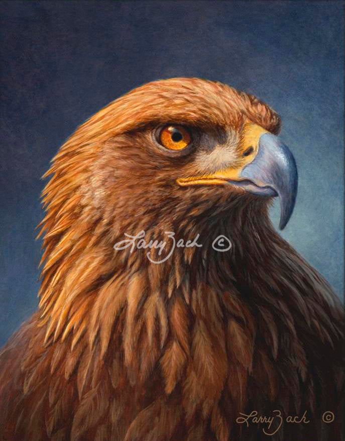 Golden Eagle Portrait by Larry Zach