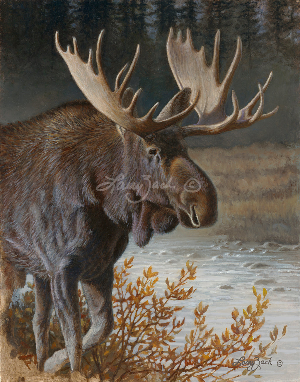 Portraits in Gray – Bull Moose