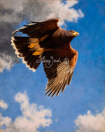 On the Hunt – Harris Hawk by Larry Zach