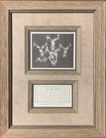 Mascoutin Non-Typical Rack Display W/ Scores Framing Tan Combo