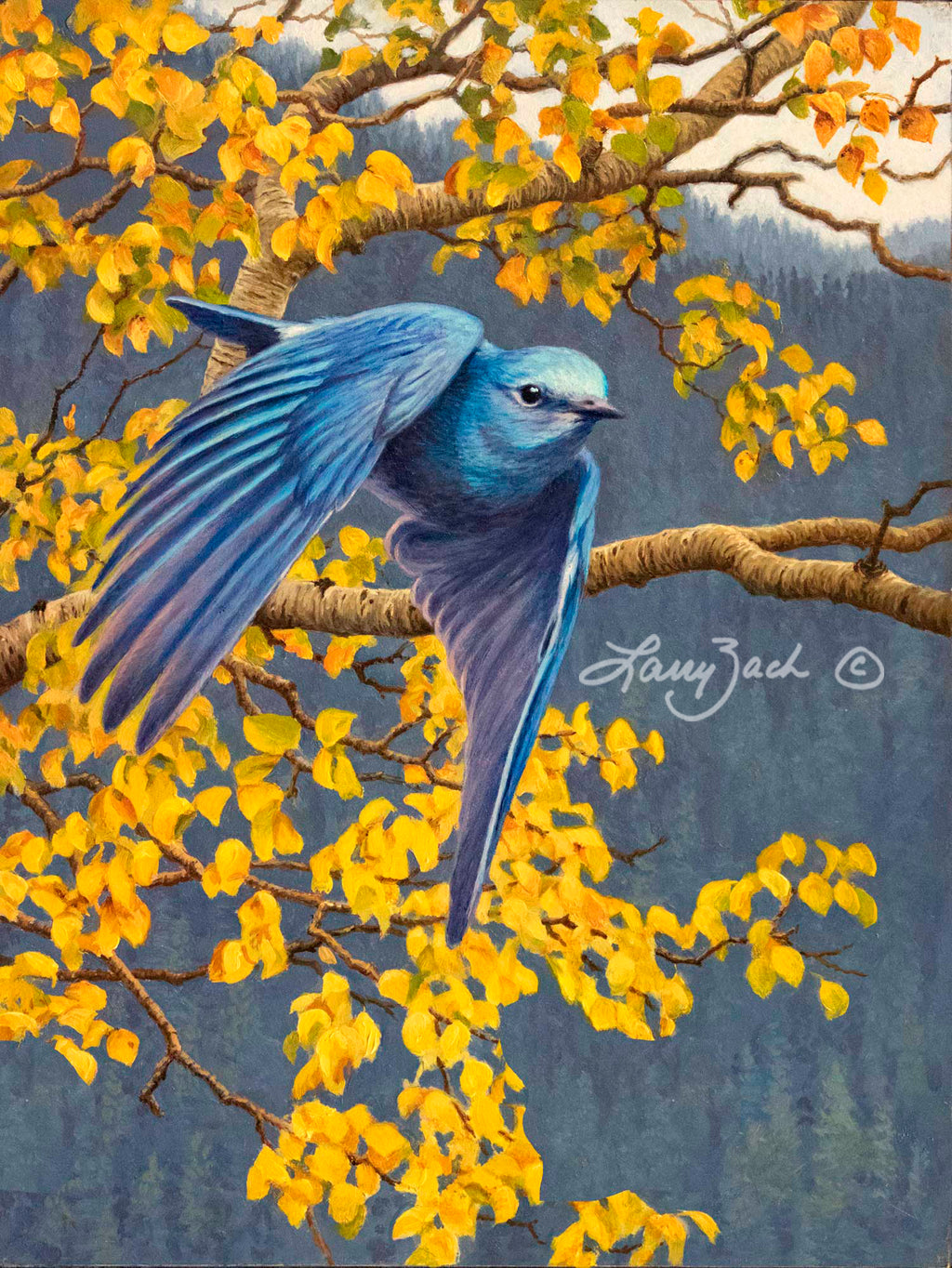 Mountain Bluebird and Quakies