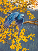 Mountain Bluebird and Quakies