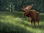 Morning Solitude - Bull Moose