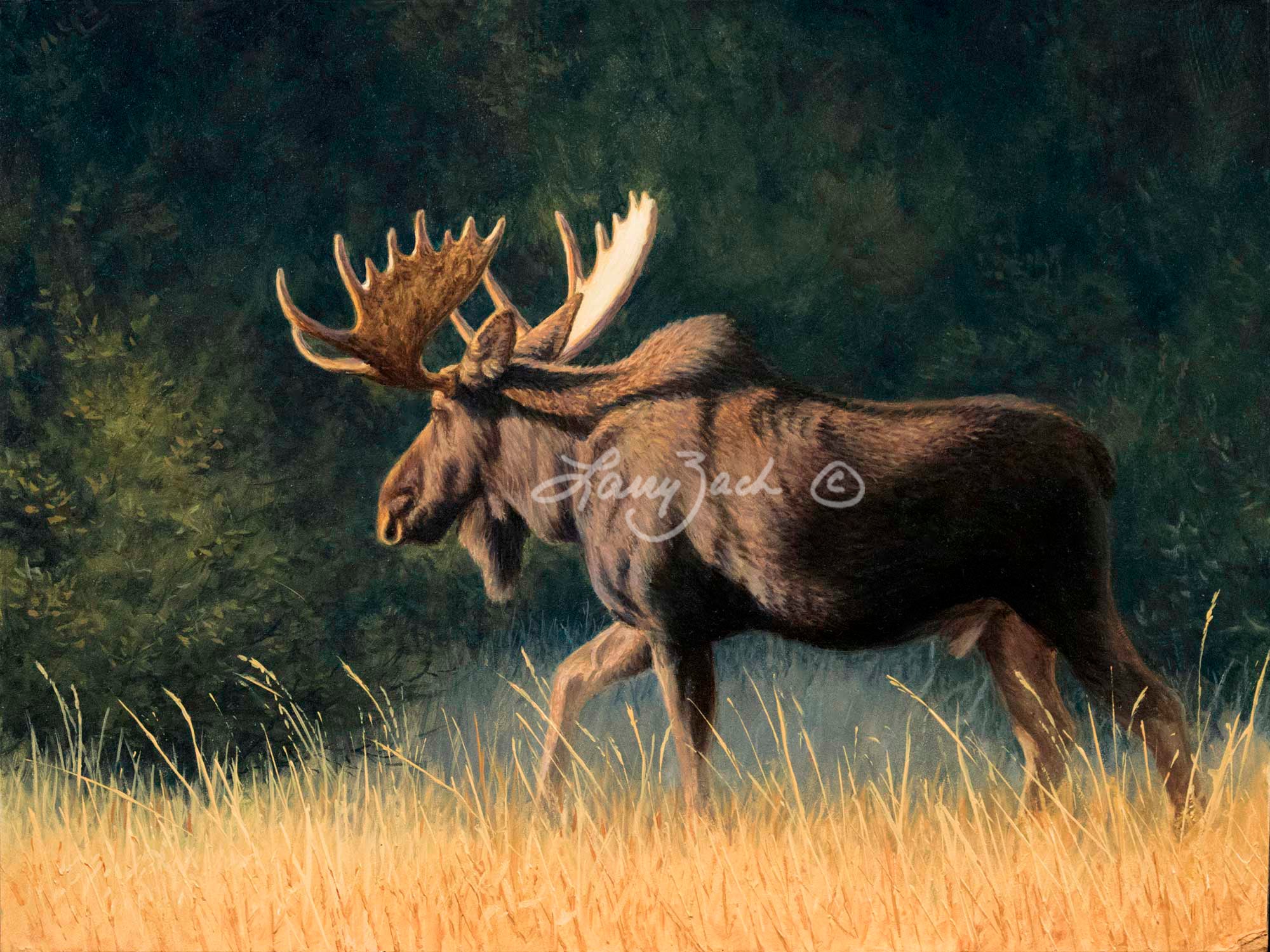 Moos Basildon Moose Bull
