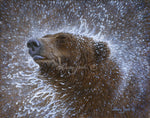 Portraits in Gray – Grizzly