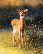 Summer Whitetail Fawn by Larry Zach
