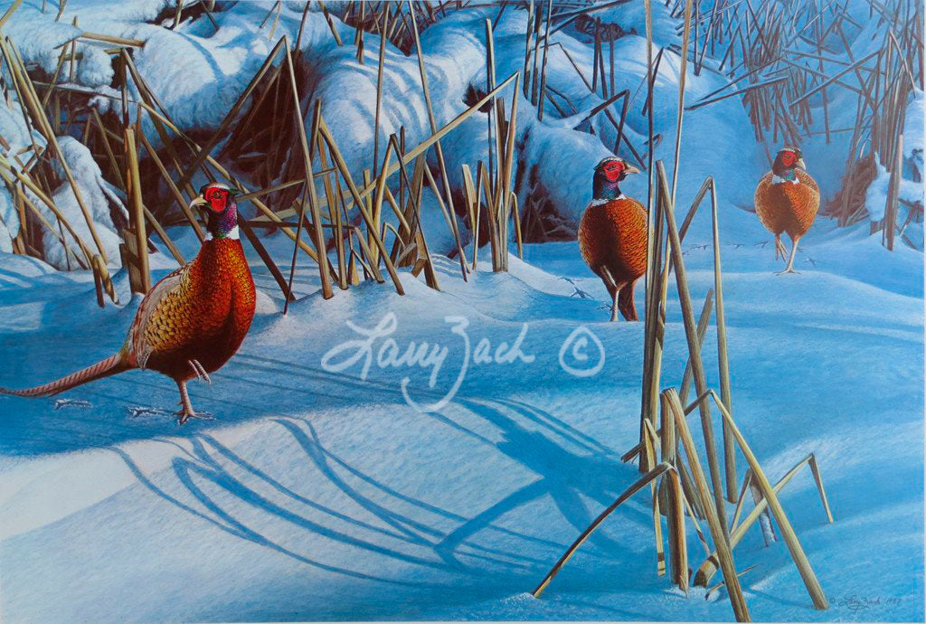 Winter Cover Ringnecks