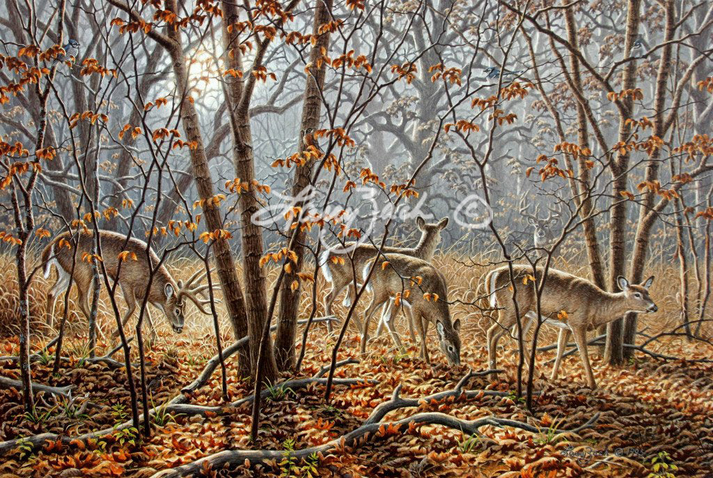 Autumn EncounterWhitetail