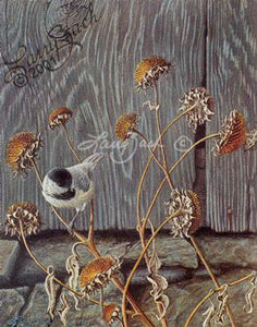 Larry Zach Black Capped Chickadee
