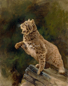 Curiosity-Bobcat