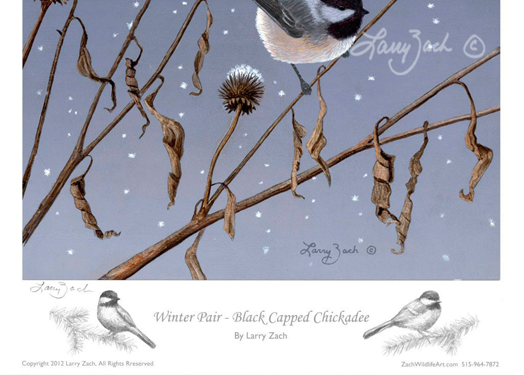 Winter Pair - Black Capped Chickadees