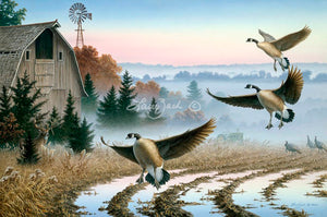 Foggy Morning Trio-Canada Geese