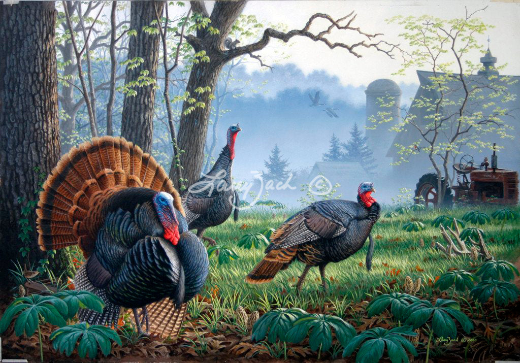 Foggy Morning Trio-Wild Turkey