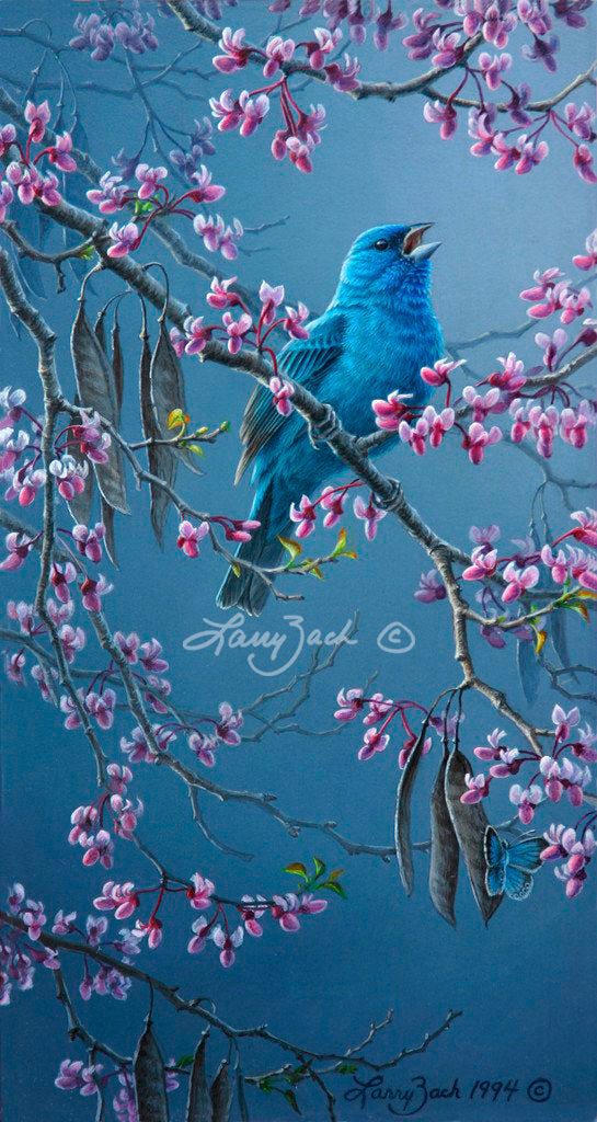 Indigo Bunting-Redbud
