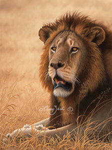 Serengeti Warrior-African Lion