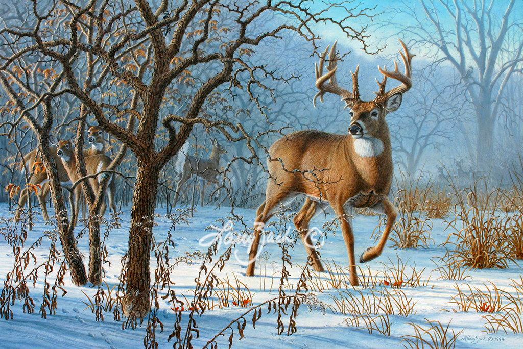 Winter Sunrise - Whitetail
